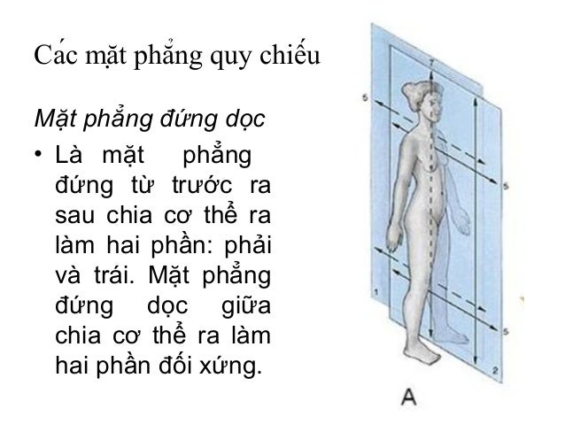 Kết quả hình ảnh cho mặt phẳng DỨNG DỌC trong mặt phẳng giải phẫu