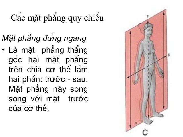 Kết quả hình ảnh cho mặt phẳng DỨNG DỌC trong mặt phẳng giải phẫu