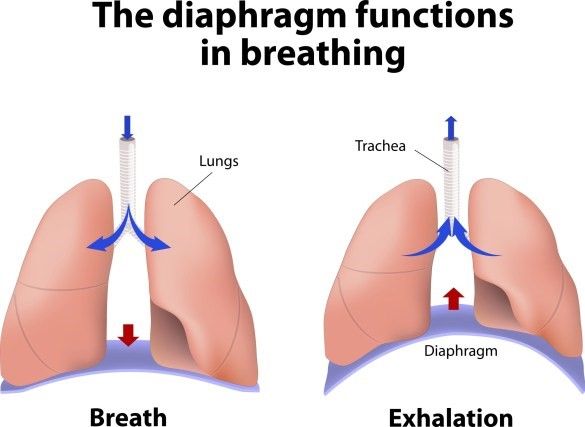 phổi khi thở đúng cách