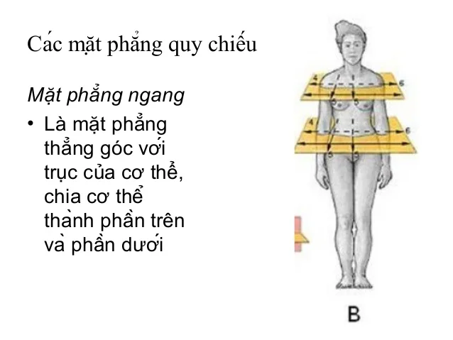 mặt phẳng ngang trong mặt phẳng giải phẫu