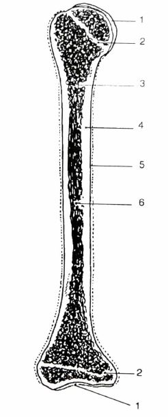 Hình 2.2. Cấu trúc một xương dài điển hình