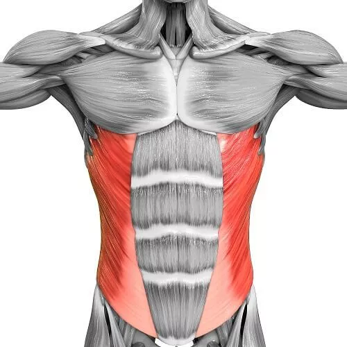 Internal and external obliques