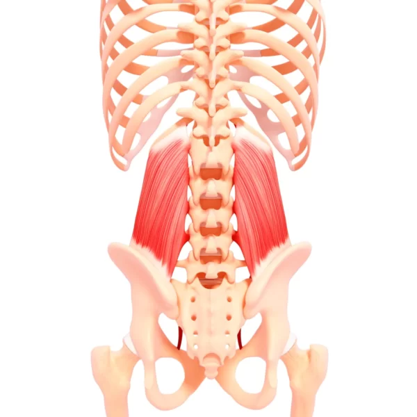 Quadratus lumborum